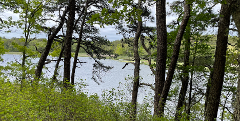 Viewing Deck at Mashpee River – Mashpee Enterprise